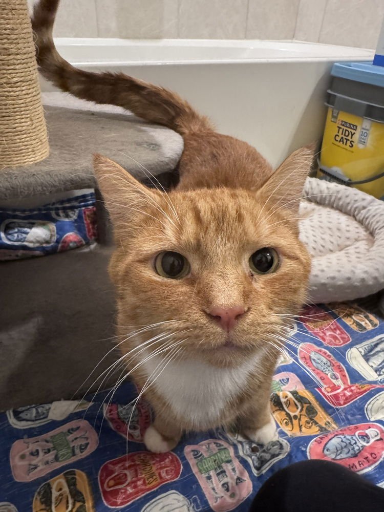 MICKY - Domestic Short Hair available for adoption