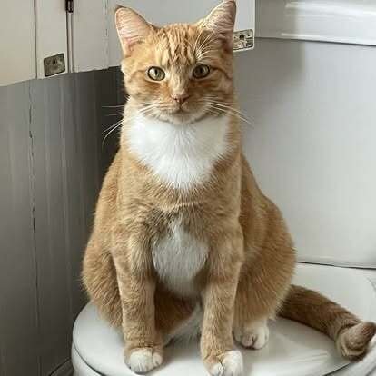 MICKY - Domestic Short Hair available for adoption