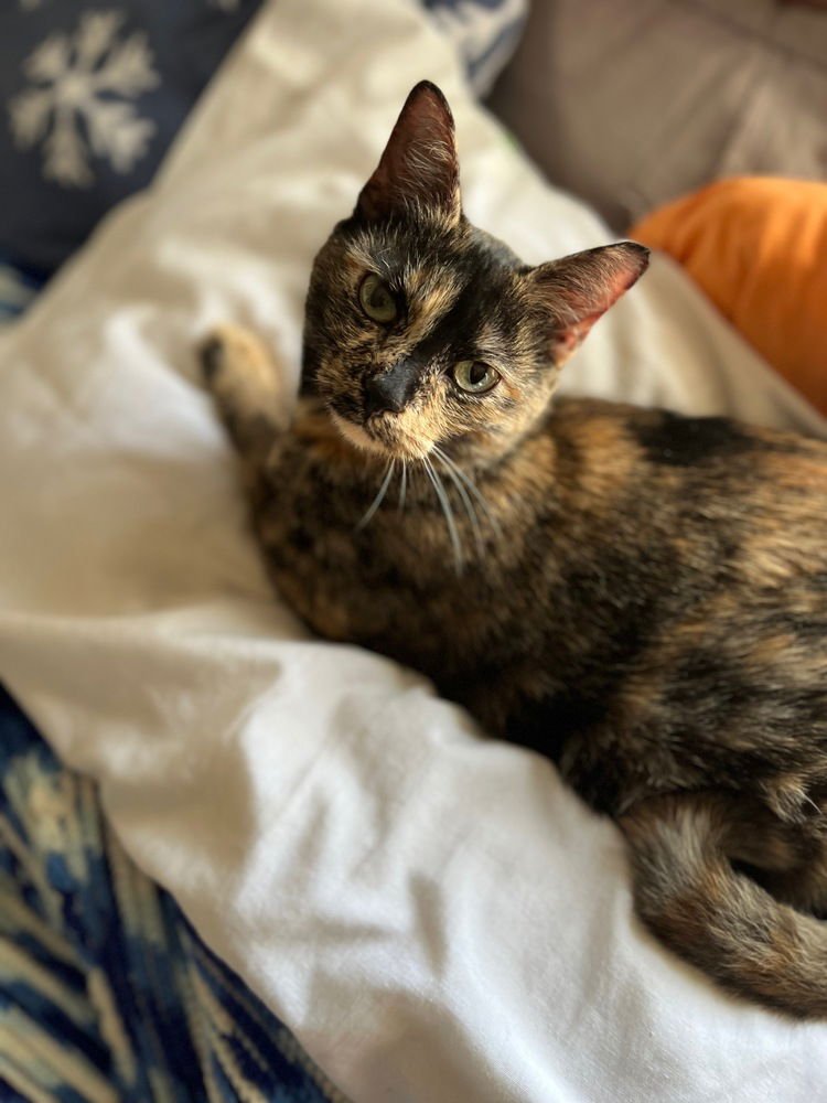 NOEL - Domestic Short Hair available for adoption