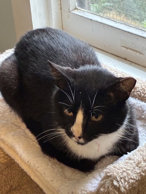 ARTEMIS - Domestic Short Hair for adoption in Richmond