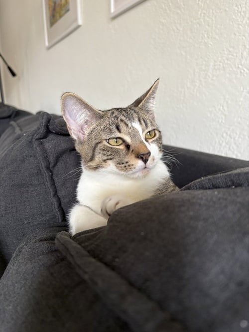 TAE - Domestic Short Hair / Domestic Short Hair available for adoption