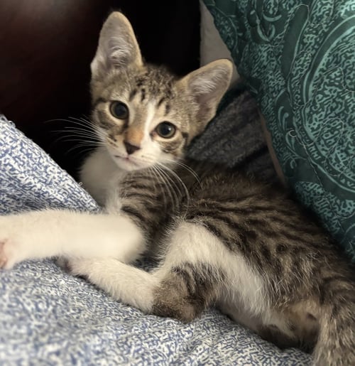 TAE - Domestic Short Hair / Domestic Short Hair available for adoption