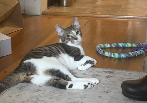 TAE - Domestic Short Hair / Domestic Short Hair available for adoption
