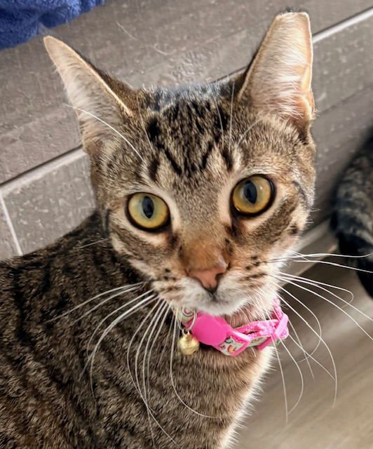 MAPLE - Domestic Short Hair available for adoption