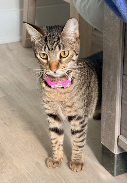 MAPLE - Domestic Short Hair available for adoption