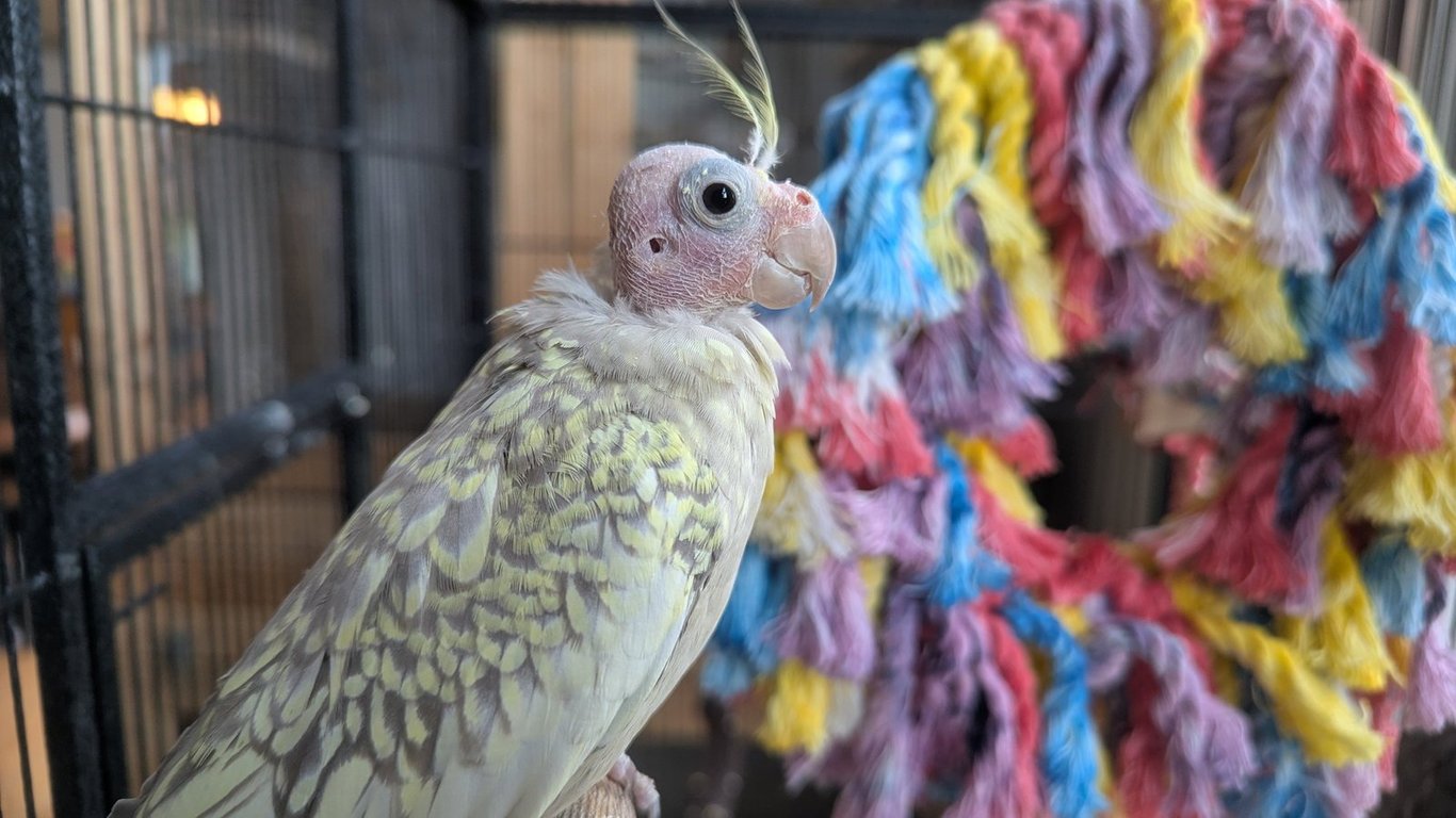 Tweety and Sylvester Image