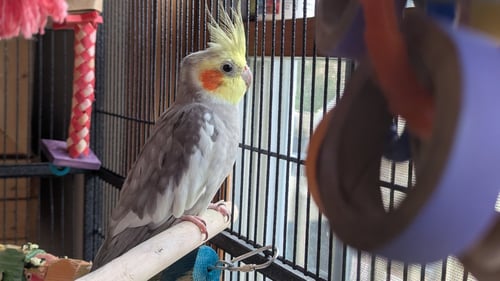 TWEETY AND SYLVESTER - Cockatiel available for adoption