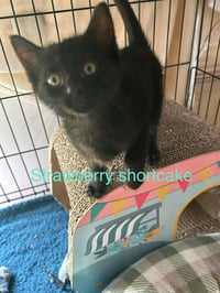 Strawberry Shortcake - Photo 1
