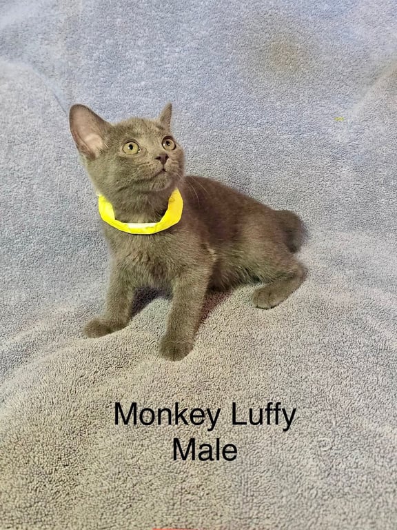 Luffy Image