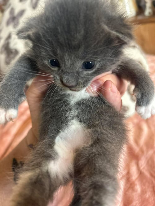 LUFFY - Domestic Short Hair available for adoption