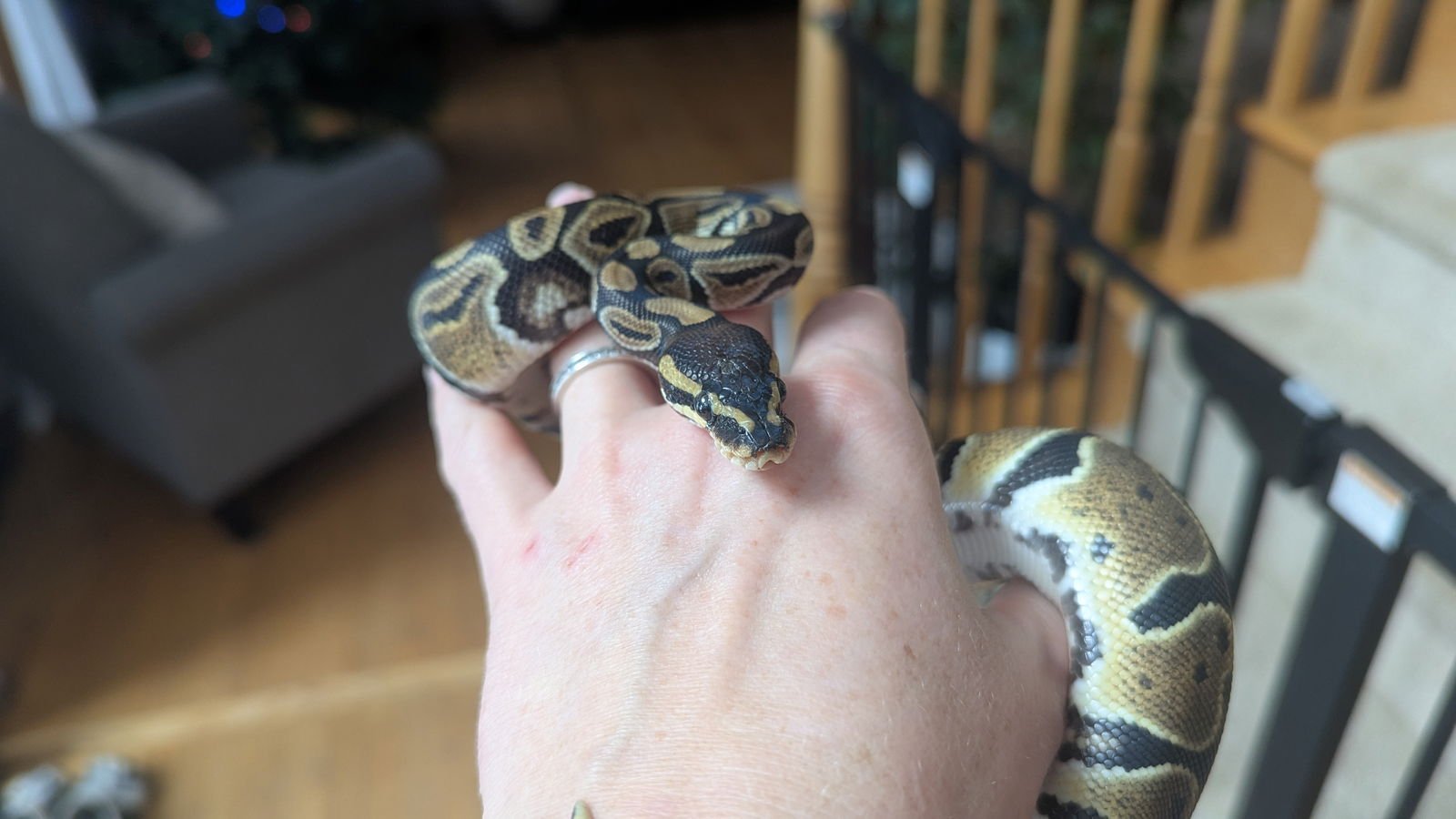 MAUI - Ball Python available for adoption