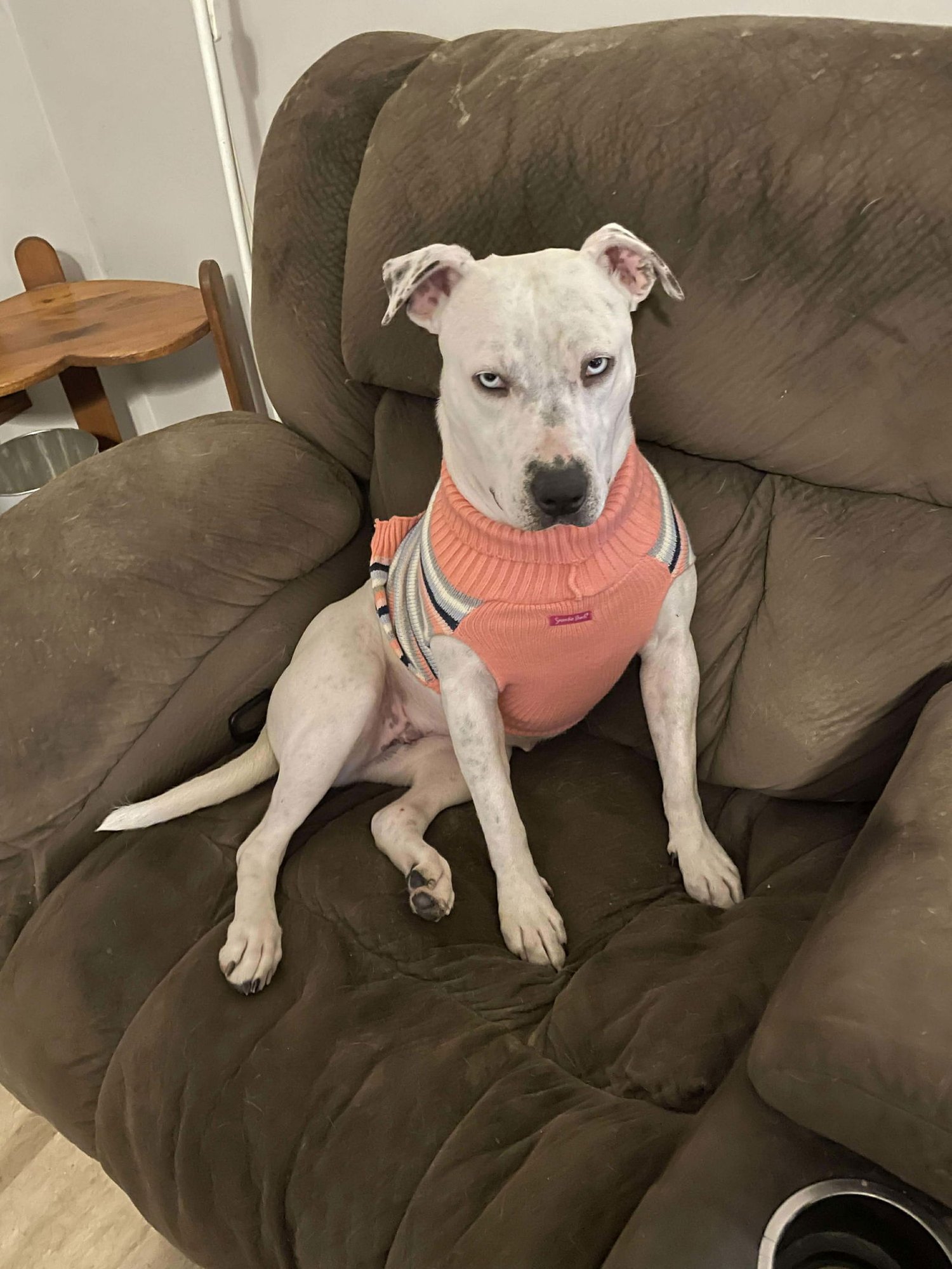 SPARKLES - Pit Bull Terrier available for adoption