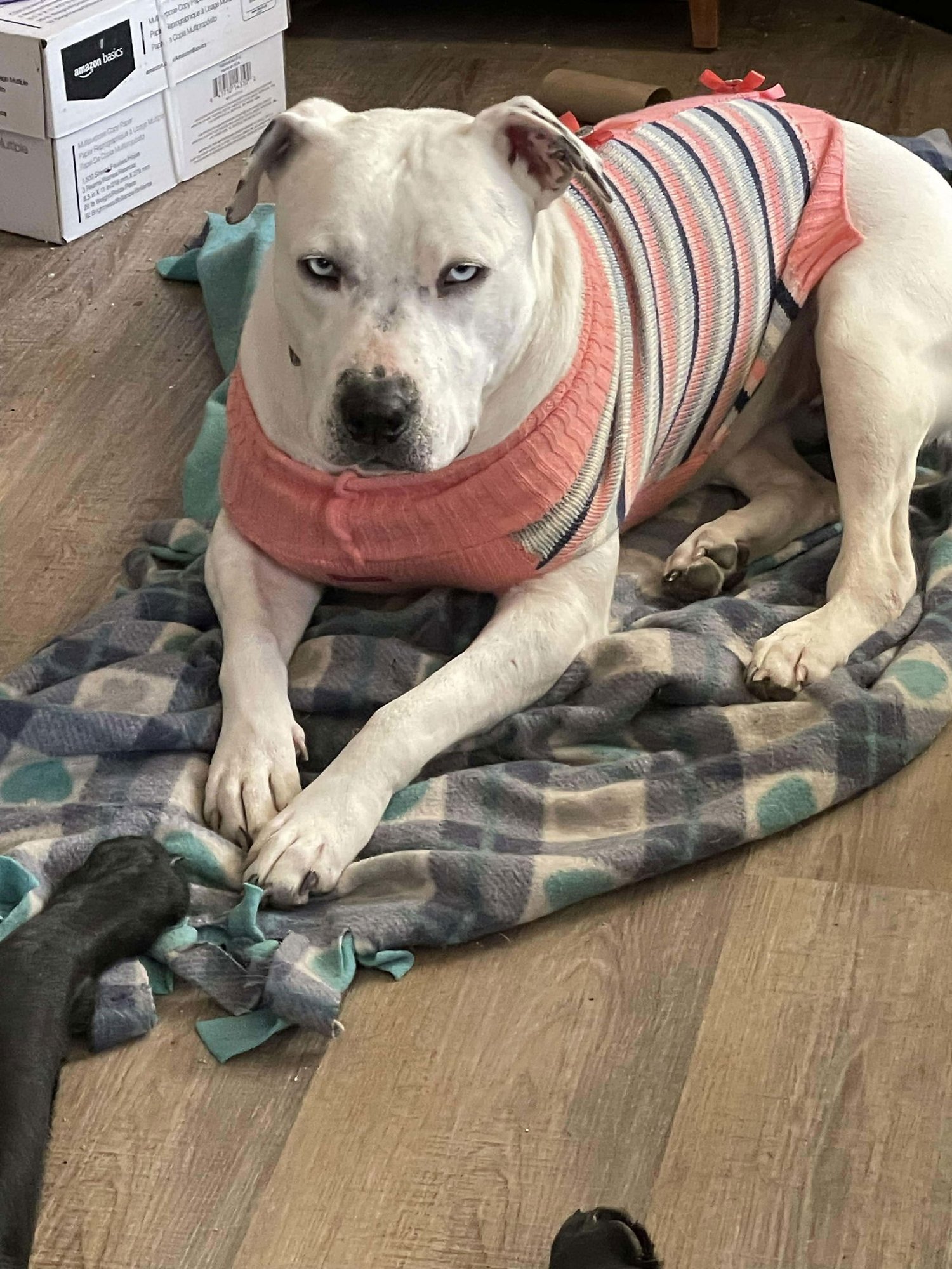 SPARKLES - Pit Bull Terrier available for adoption