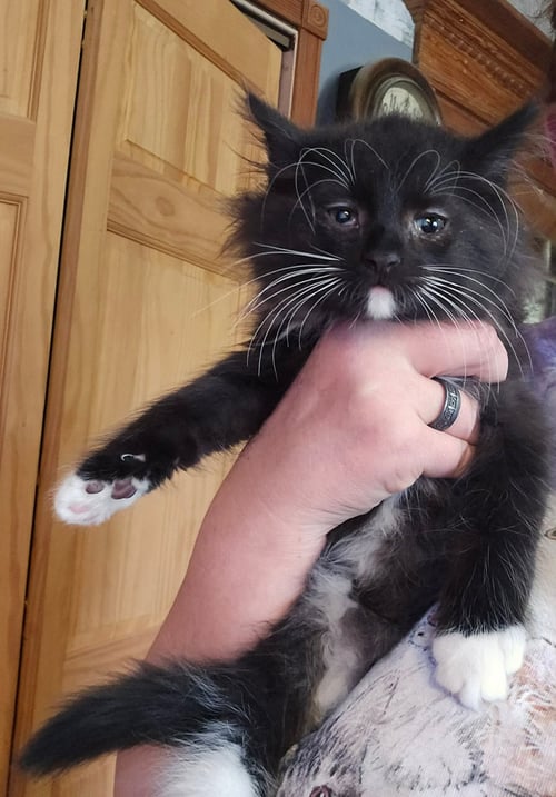 RHETT - Domestic Long Hair available for adoption