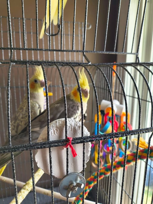 SPOCK AND KIRK - Cockatiel available for adoption