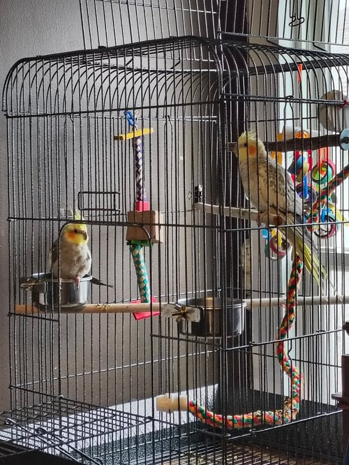 SPOCK AND KIRK - Cockatiel available for adoption