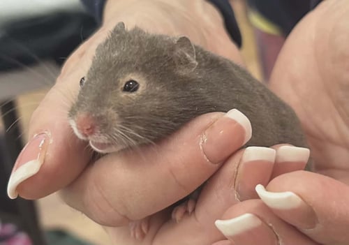 ONYX - Hamster available for adoption