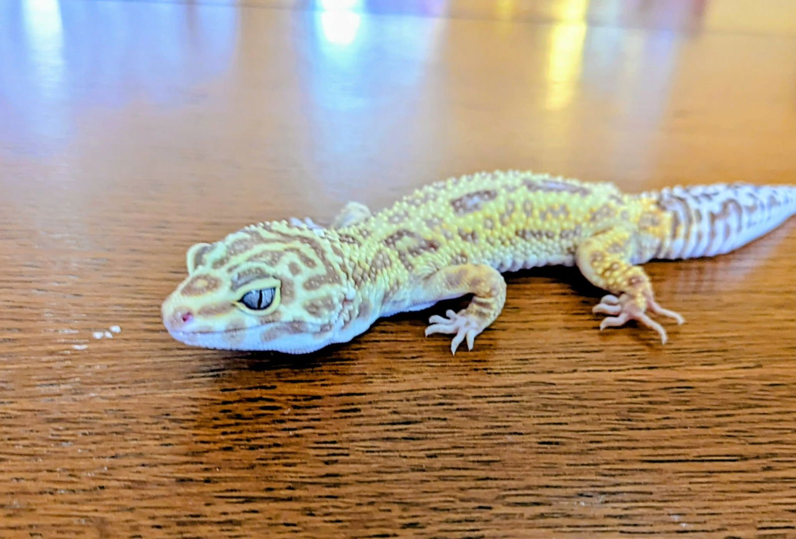 KEPPA - Gecko available for adoption
