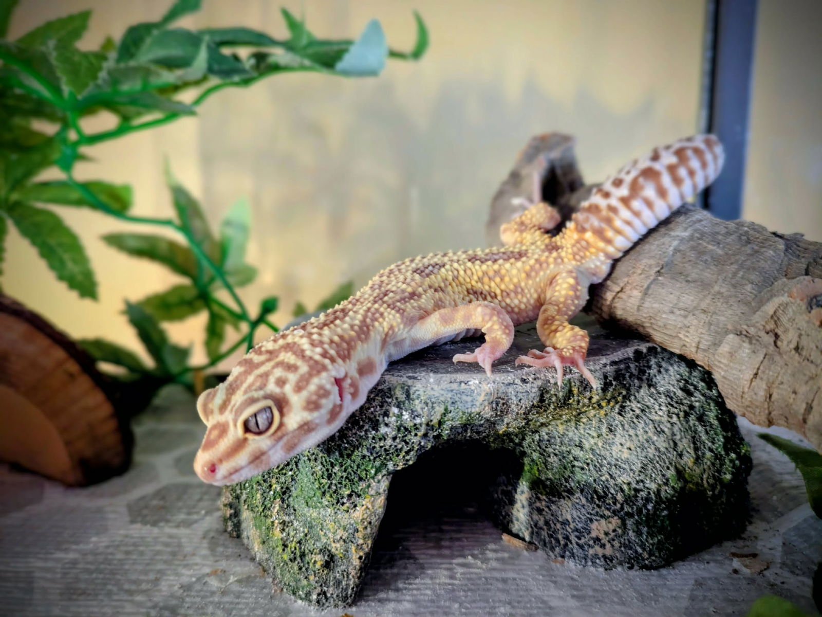 KEPPA - Gecko available for adoption