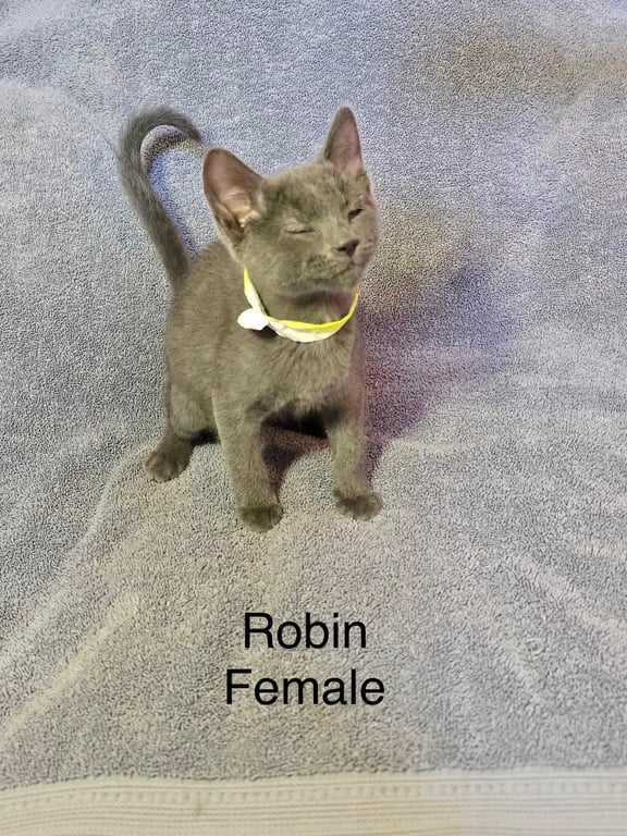 Robin Image