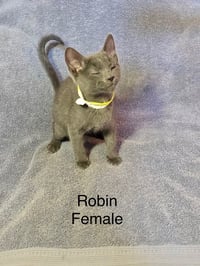 Robin - Photo 1