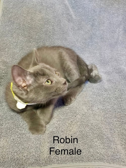ROBIN - Domestic Short Hair available for adoption