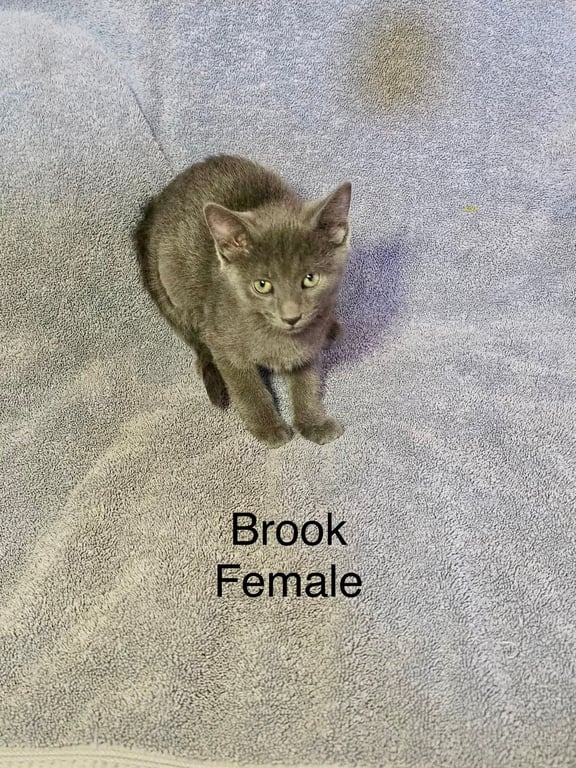 Brook Image