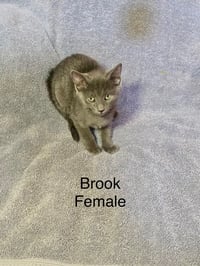 Brook - Photo 1