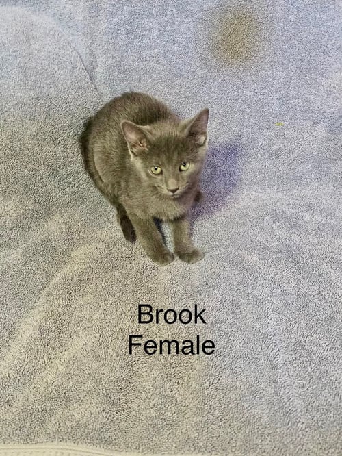 BROOK - Domestic Short Hair available for adoption