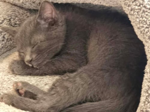 ASHER - Domestic Short Hair available for adoption