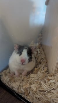 Missy - Photo 1
