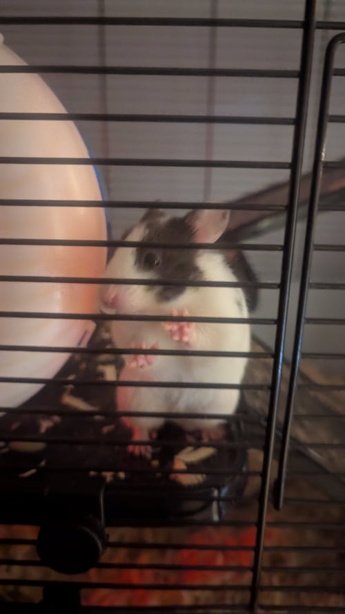 MISSY - Hamster available for adoption