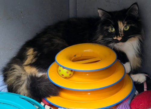 SCARLETT - Domestic Long Hair available for adoption