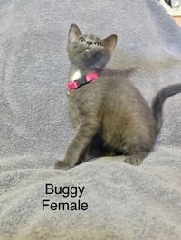 Buggy - Photo 1