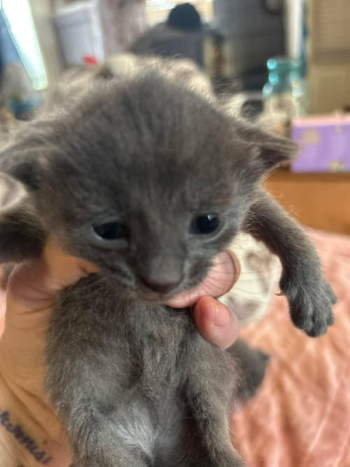 BUGGY - Domestic Short Hair available for adoption