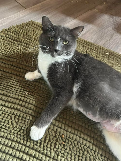 NAMI - Domestic Short Hair available for adoption