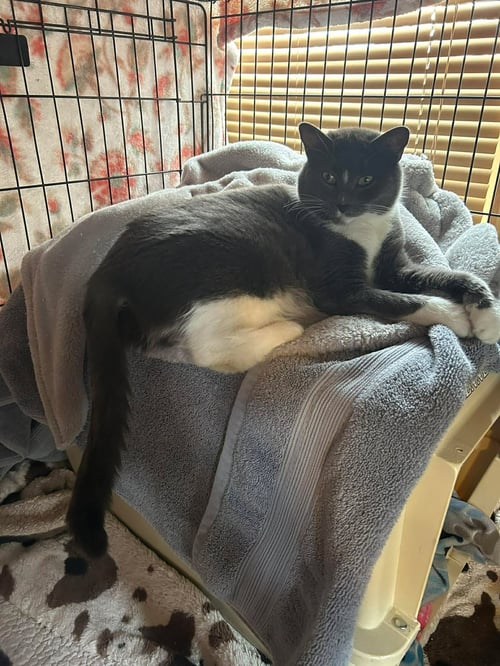 NAMI - Domestic Short Hair available for adoption