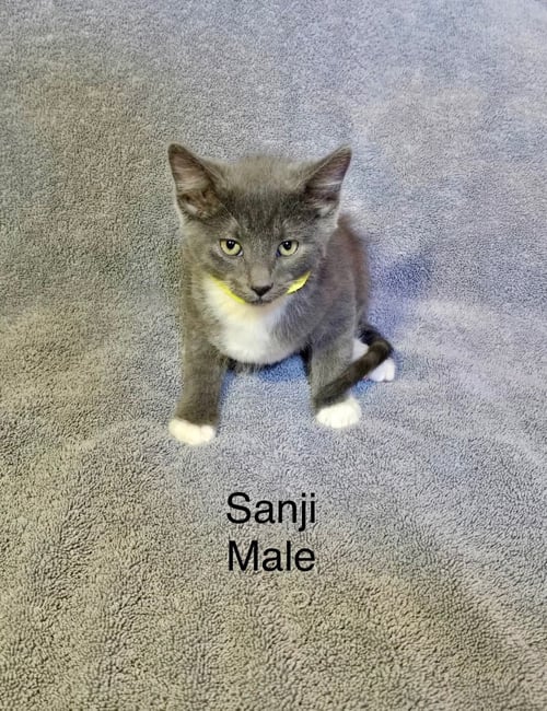 SANJI - Domestic Short Hair available for adoption
