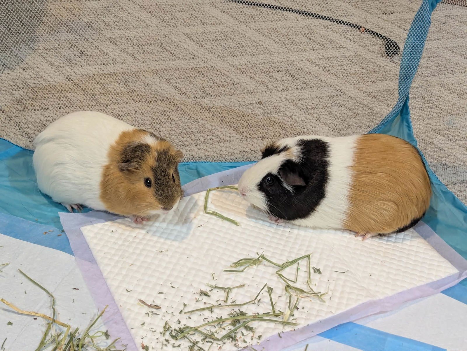 SPEEDY AND FLUFFY - Guinea Pig available for adoption