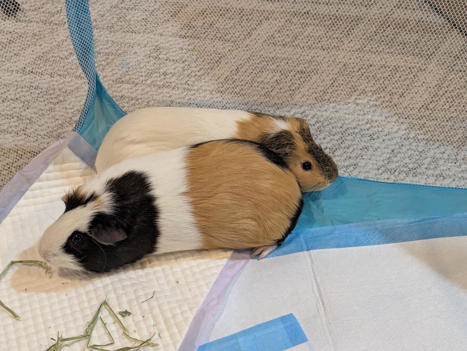 SPEEDY AND FLUFFY - Guinea Pig available for adoption