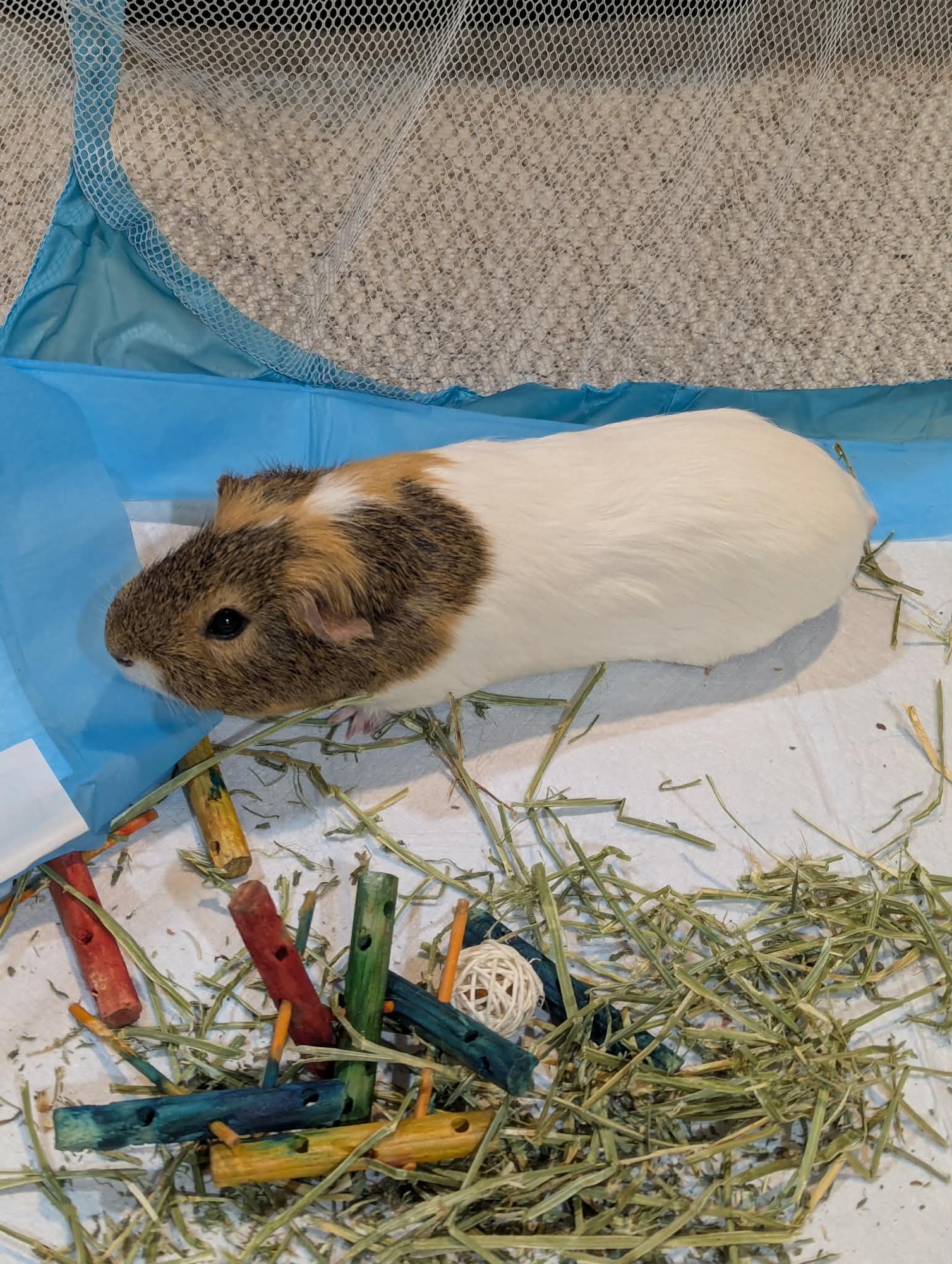 Speedy and Fluffy - Photo 3