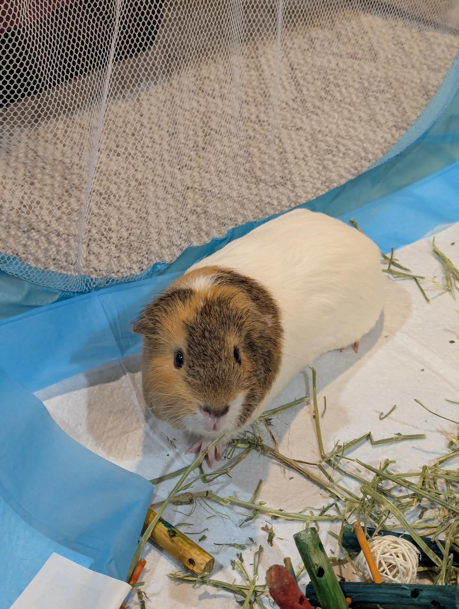 Speedy and Fluffy - Photo 4
