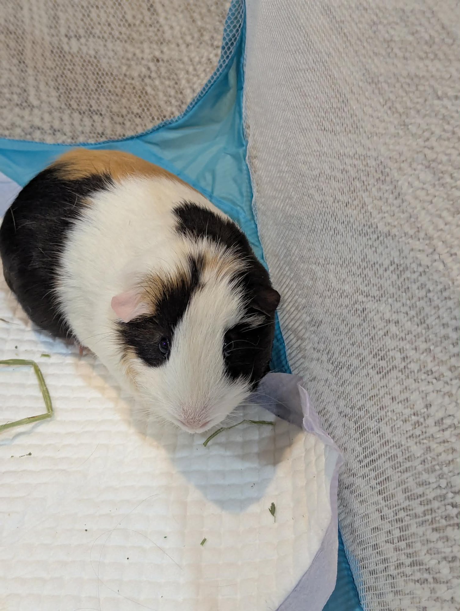 Speedy and Fluffy - Photo 5
