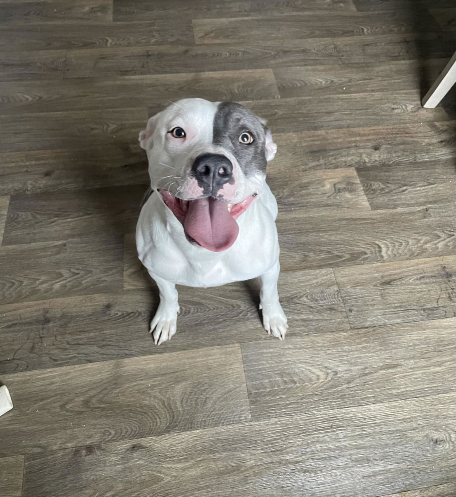 BELLA - American Pit Bull Terrier available for adoption