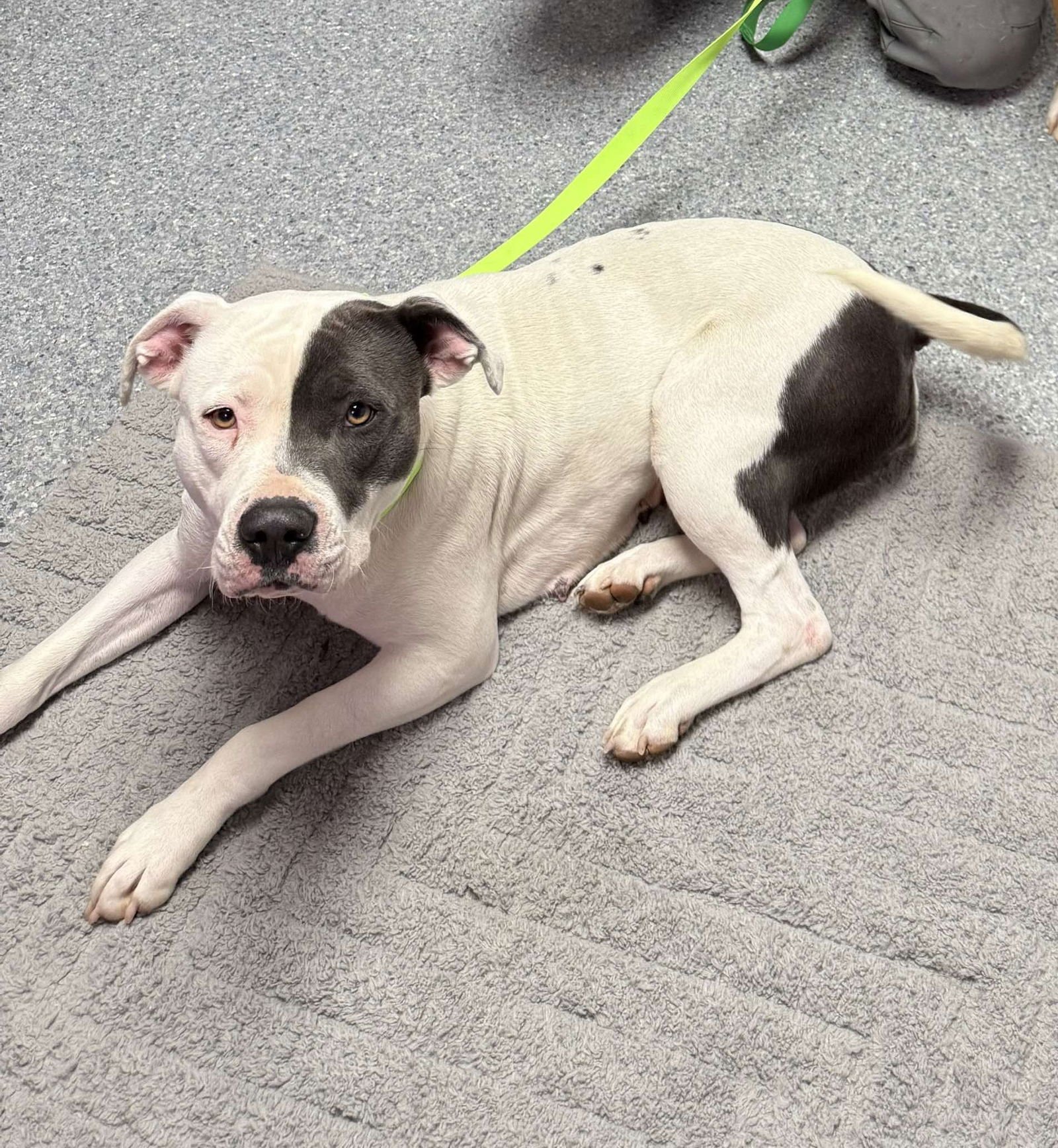 BELLA - American Pit Bull Terrier available for adoption