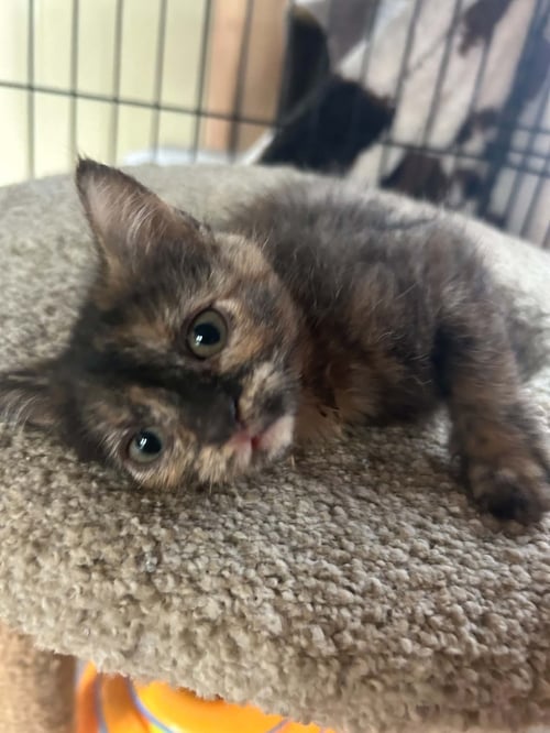 APPLE DUMPLIN - Domestic Short Hair for adoption in Aurora