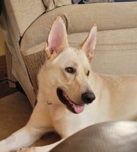 Olaf - Photo 1