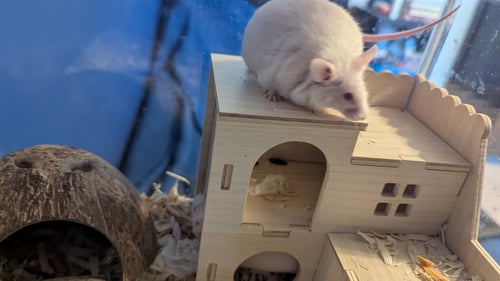 PEACHES AND CREAM - Mouse available for adoption
