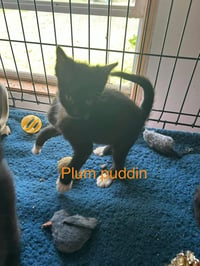 Plum Pudding - Photo 1