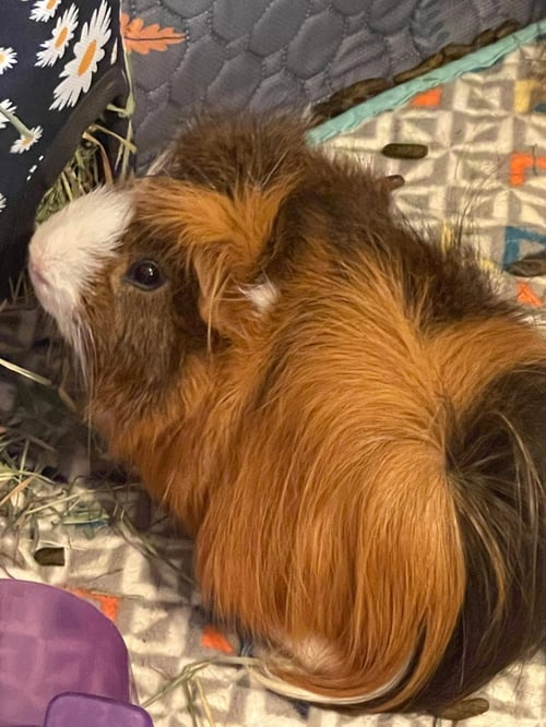 HUEY, DEWEY, LOUIE - Guinea Pig available for adoption